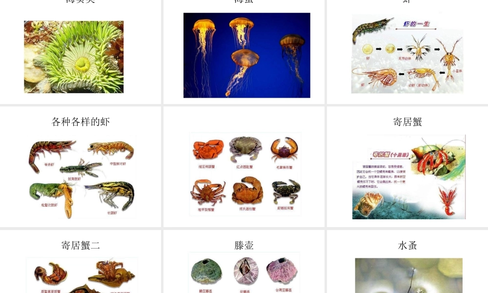 八年级生物上册 5.1.1 水中生活的动物课件 新人教版