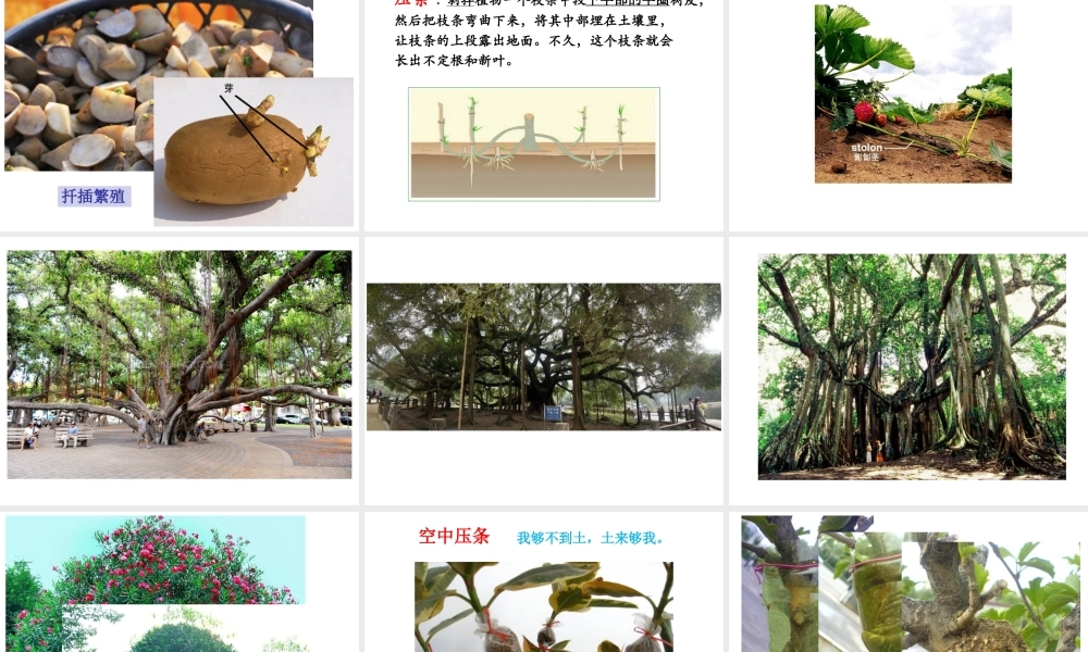 八年级生物上册 19.3《植物的生殖方式》课件2 （新版）北师大版-（新版）北师大级上册生物课件