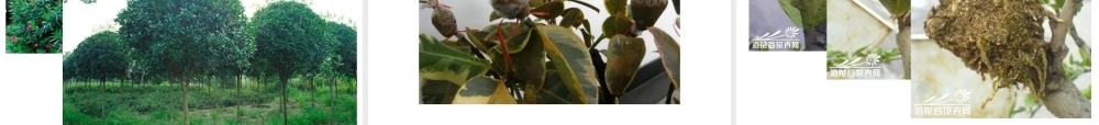 八年级生物上册 19.3《植物的生殖方式》课件2 （新版）北师大版-（新版）北师大级上册生物课件