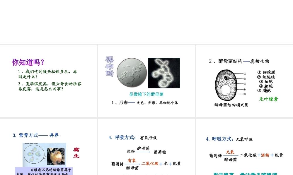 八年级生物上册 5.2.1 酵母菌和霉菌课件（1）（新版）冀教版-（新版）冀教版初中八年级上册生物课件