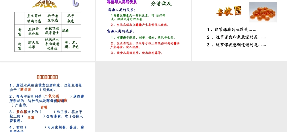 八年级生物上册 5.2.1 酵母菌和霉菌课件（1）（新版）冀教版-（新版）冀教版初中八年级上册生物课件