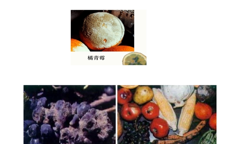 八年级生物上册 5.4.1细菌和真菌的分布课件 人教新课标版