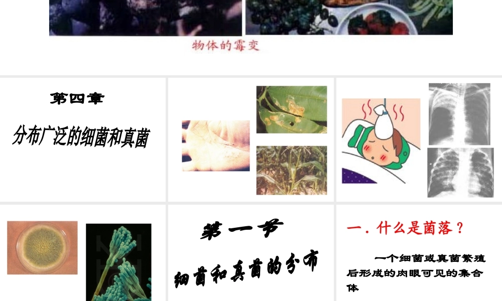 八年级生物上册 5.4.1细菌和真菌的分布课件 人教新课标版