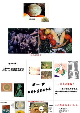 八年级生物上册 5.4.1细菌和真菌的分布课件 人教新课标版