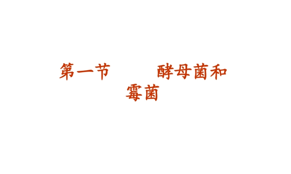 八年级生物上册 5.2.1 酵母菌和霉菌课件（1）（新版）冀教版-（新版）冀教级上册生物课件