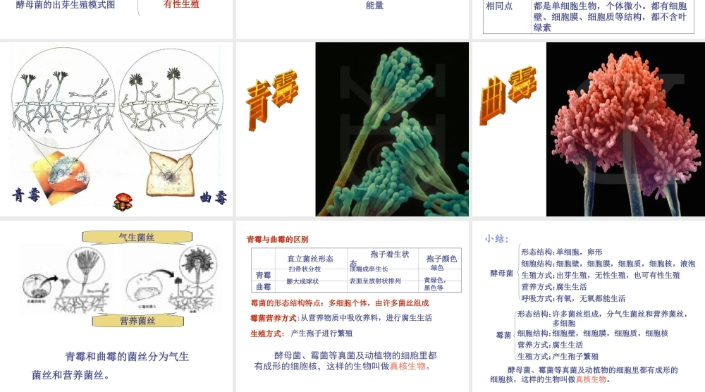 八年级生物上册 5.2.1 酵母菌和霉菌课件（2）（新版）冀教版-（新版）冀教版初中八年级上册生物课件