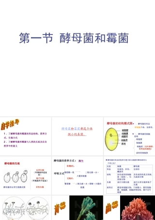 八年级生物上册 5.2.1 酵母菌和霉菌课件（2）（新版）冀教版-（新版）冀教版初中八年级上册生物课件
