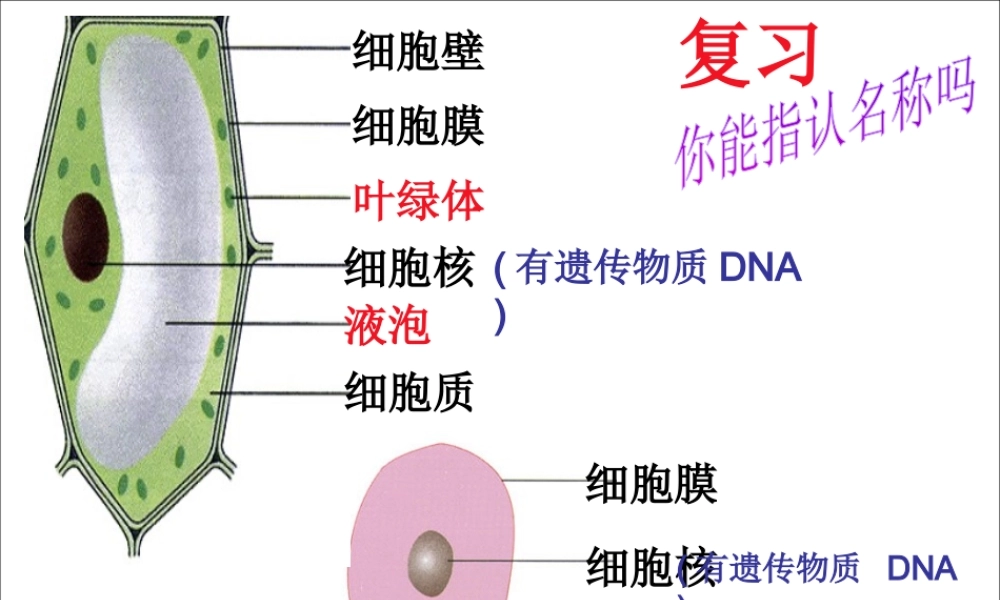 八年级生物上册 5.4.2 细菌教学课件 （新版）新人教版-（新版）新人教版初中八年级上册生物课件