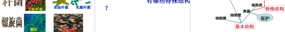 八年级生物上册 5.4.2 细菌教学课件 （新版）新人教版-（新版）新人教版初中八年级上册生物课件