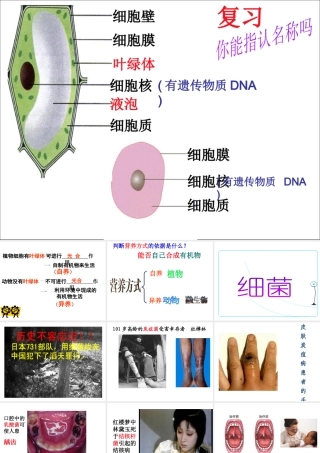 八年级生物上册 5.4.2 细菌教学课件 （新版）新人教版-（新版）新人教版初中八年级上册生物课件