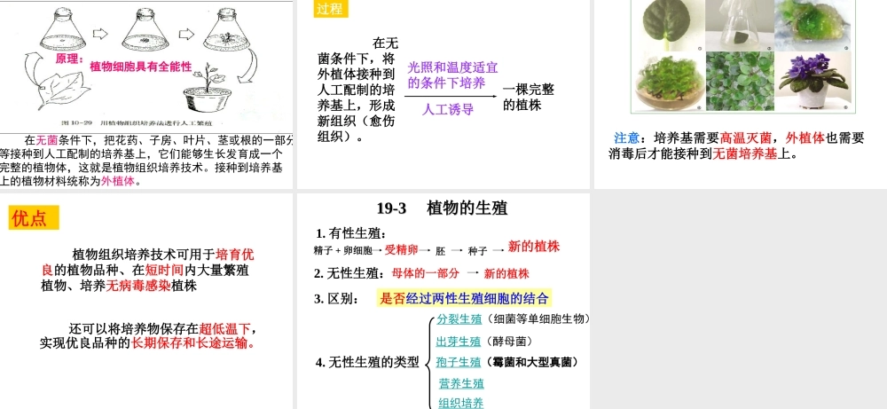 八年级生物上册 19.3《植物的生殖方式》课件3 （新版）北师大版-（新版）北师大级上册生物课件