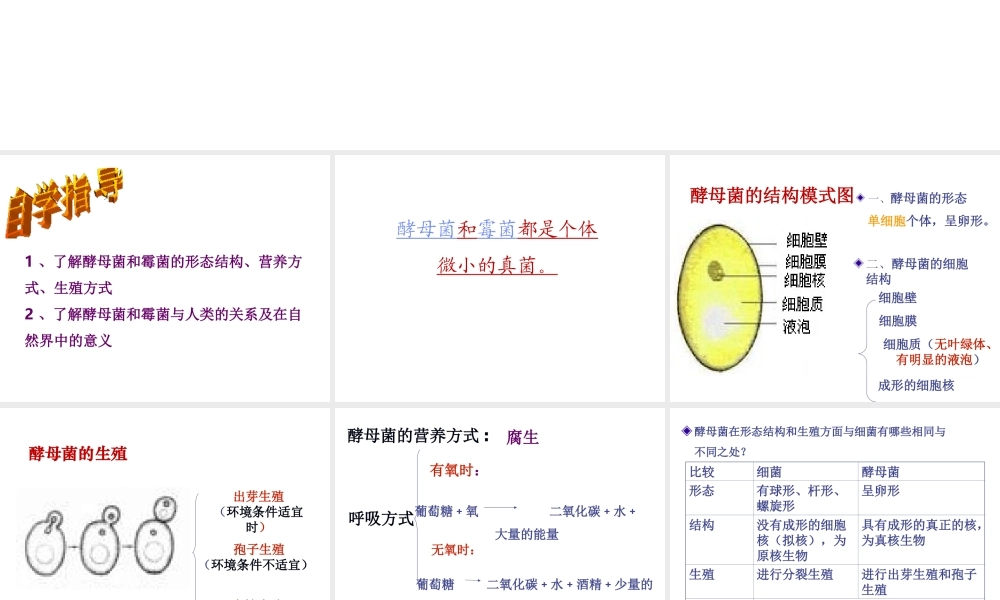 八年级生物上册 5.2.1 酵母菌和霉菌课件（2）（新版）冀教版-（新版）冀教级上册生物课件