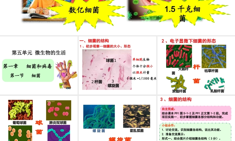 八年级生物上册 5.1.1 细菌课件 （新版）冀教版-（新版）冀教级上册生物课件