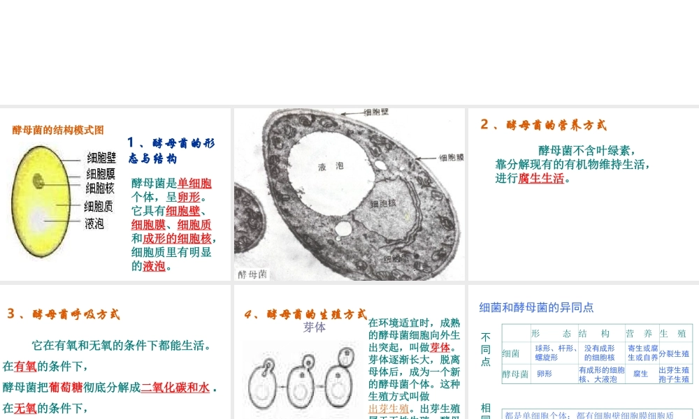 八年级生物上册 5.2.1 酵母菌和霉菌课件（3）（新版）冀教版-（新版）冀教版初中八年级上册生物课件