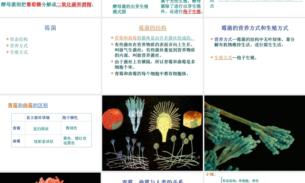 八年级生物上册 5.2.1 酵母菌和霉菌课件（3）（新版）冀教版-（新版）冀教版初中八年级上册生物课件