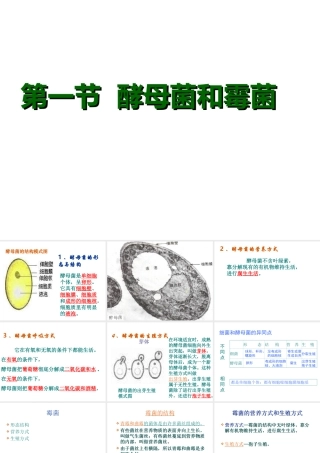 八年级生物上册 5.2.1 酵母菌和霉菌课件（3）（新版）冀教版-（新版）冀教版初中八年级上册生物课件