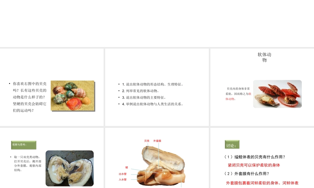 八年级生物上册 5.1.3 软体动物和节肢动物（第1课时）教学课件 （新版）新人教版-（新版）新人教版初中八年级上册生物课件