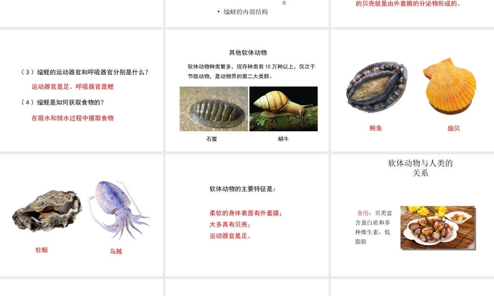 八年级生物上册 5.1.3 软体动物和节肢动物（第1课时）教学课件 （新版）新人教版-（新版）新人教版初中八年级上册生物课件