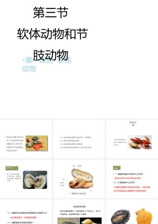 八年级生物上册 5.1.3 软体动物和节肢动物（第1课时）教学课件 （新版）新人教版-（新版）新人教版初中八年级上册生物课件