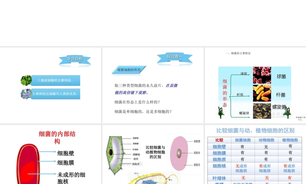 八年级生物上册 5.1.1 细菌课件 冀教版-冀教版初中八年级上册生物课件