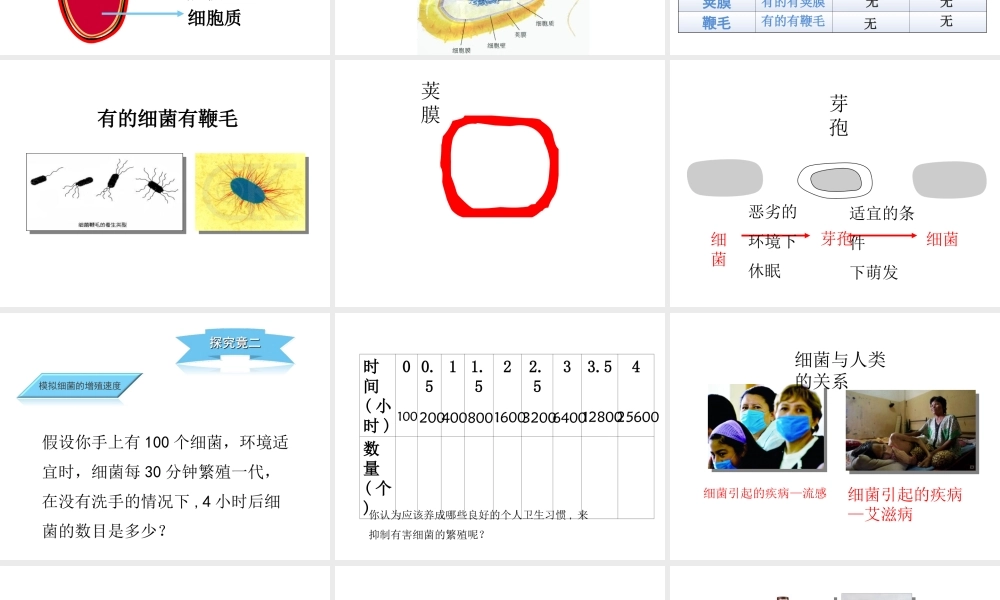 八年级生物上册 5.1.1 细菌课件 冀教版-冀教版初中八年级上册生物课件