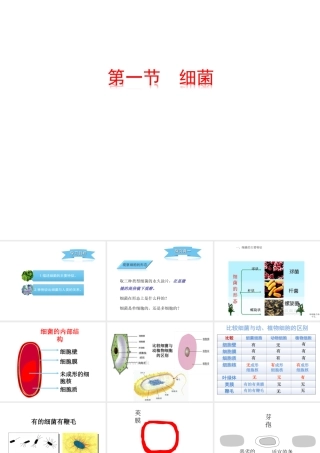 八年级生物上册 5.1.1 细菌课件 冀教版-冀教版初中八年级上册生物课件