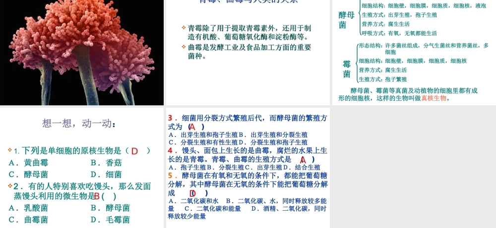 八年级生物上册 5.2.1 酵母菌和霉菌课件（3）（新版）冀教版-（新版）冀教级上册生物课件