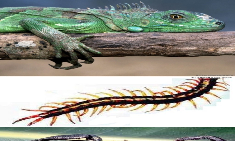 八年级生物上册 5.1.3 软体动物和节肢动物课件 （新版）人教版-人教版初中八年级上册生物课件