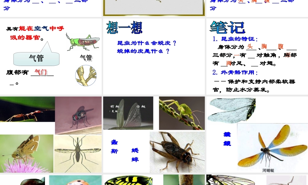 八年级生物上册 5.1.3 软体动物和节肢动物课件 （新版）人教版-人教版初中八年级上册生物课件