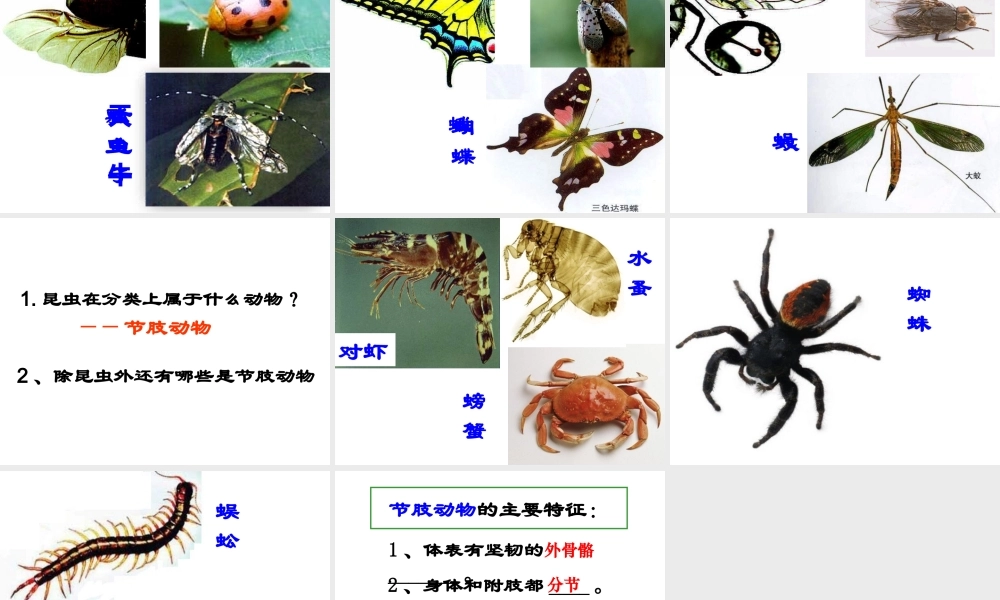 八年级生物上册 5.1.3 软体动物和节肢动物课件 （新版）人教版-人教版初中八年级上册生物课件