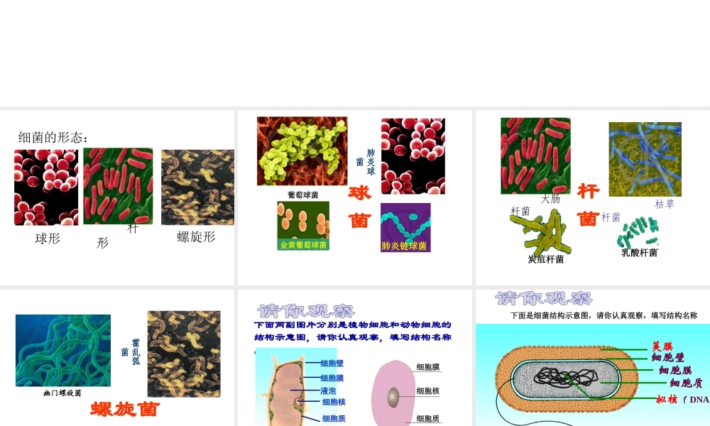 八年级生物上册 5.1.1 细菌课件（1）（新版）冀教版-（新版）冀教级上册生物课件