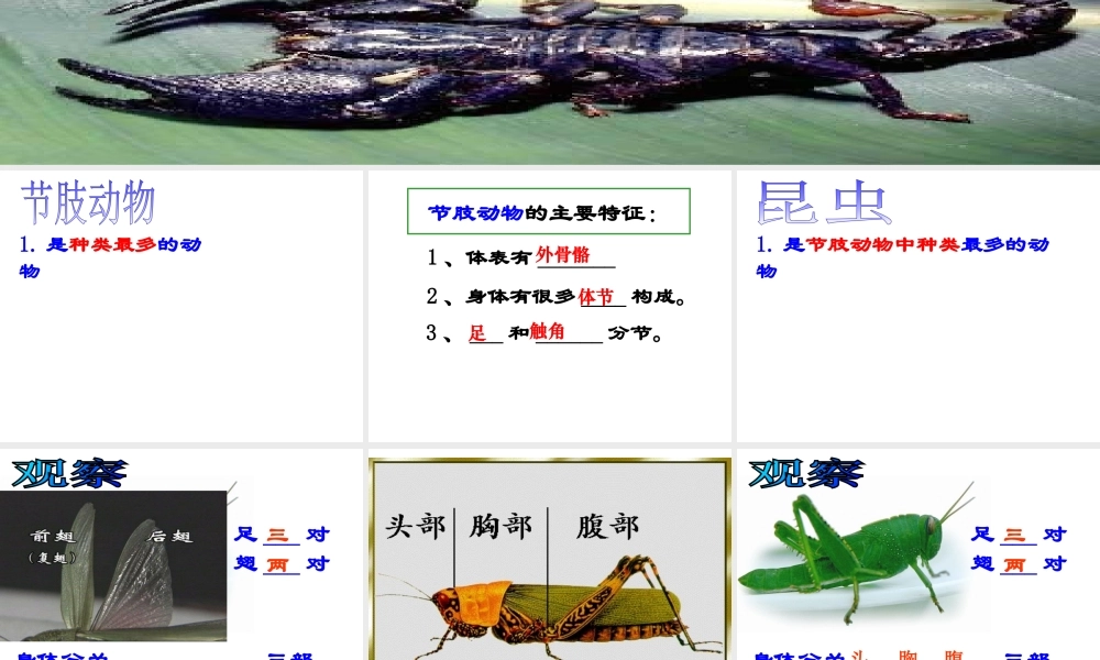 八年级生物上册 5.1.3 软体动物和节肢动物课件 （新版）人教版-人教级上册生物课件