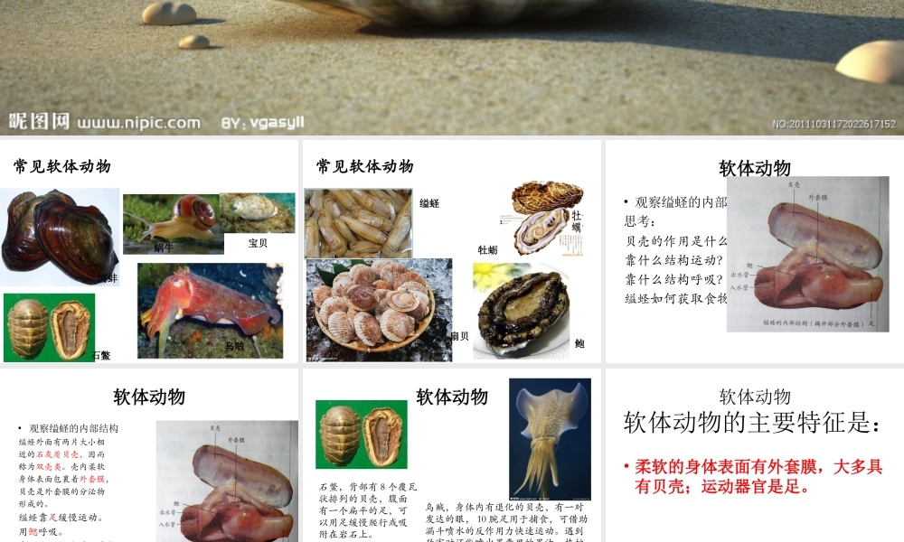 八年级生物上册 5.1.3 软体动物和节肢动物课件 （新版）新人教版