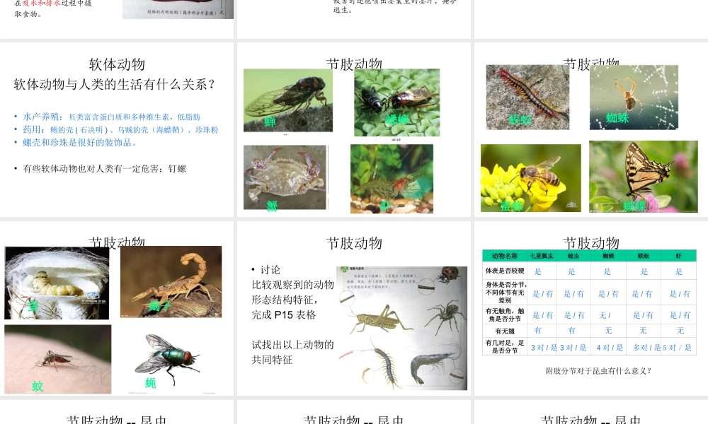 八年级生物上册 5.1.3 软体动物和节肢动物课件 （新版）新人教版
