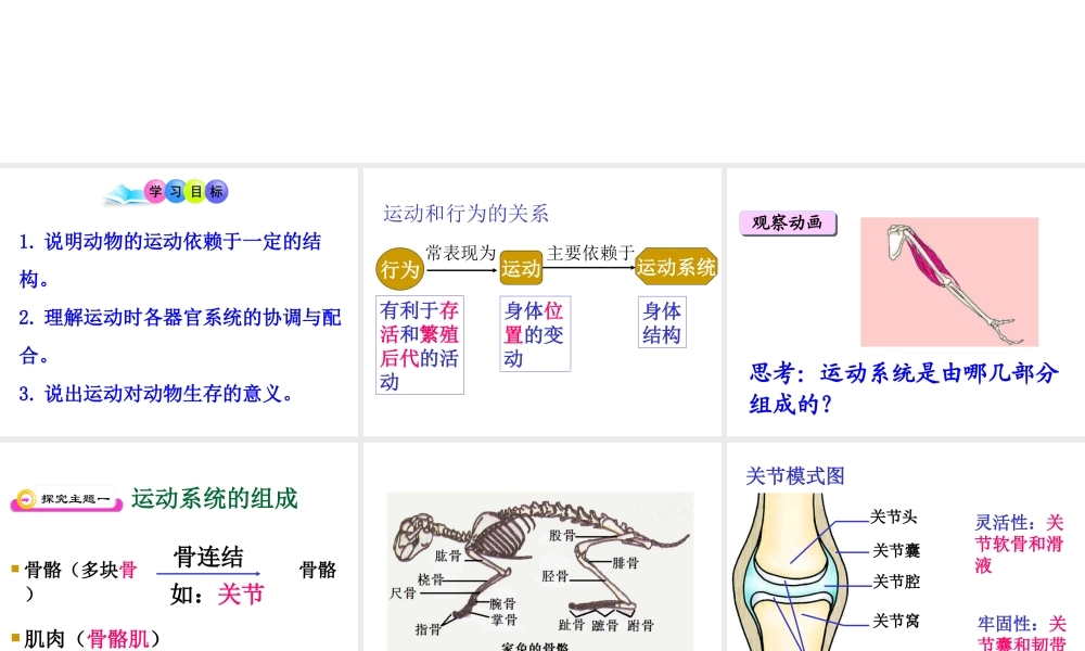 八年级生物上册 5.2.1动物的运动课件 人教新课标版