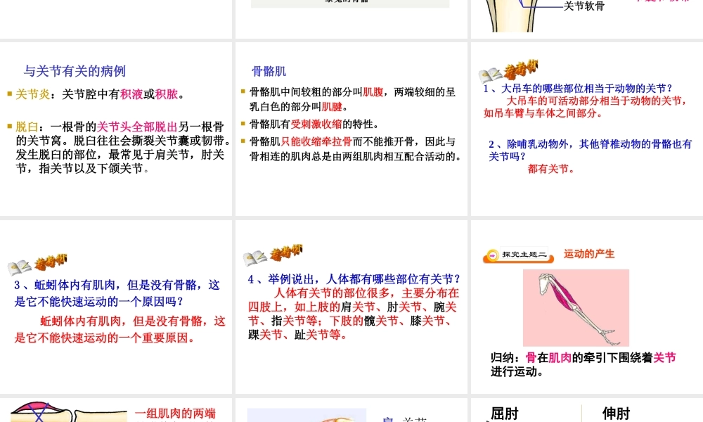 八年级生物上册 5.2.1动物的运动课件 人教新课标版