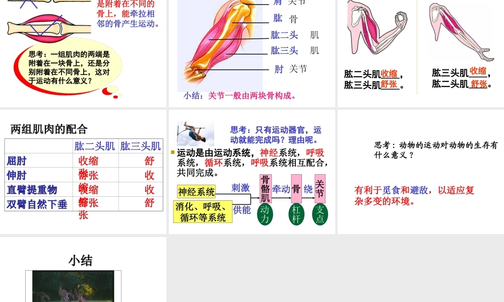 八年级生物上册 5.2.1动物的运动课件 人教新课标版