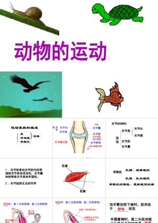 八年级生物上册 5.2.1动物的运动课件1 （新版）新人教版