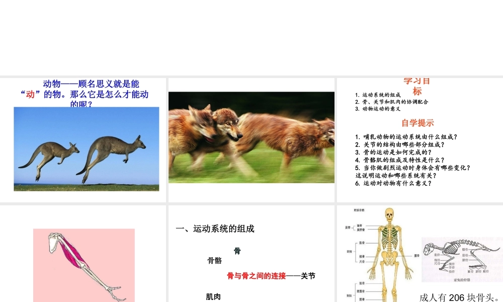 八年级生物上册 5.2.1动物的运动课件2 （新版）新人教版