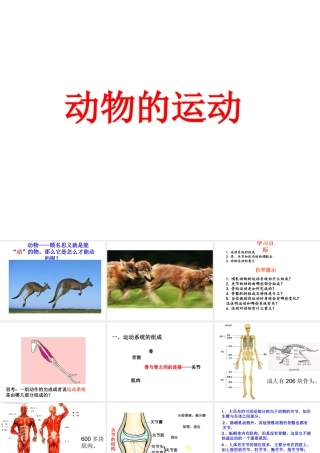 八年级生物上册 5.2.1动物的运动课件2 （新版）新人教版