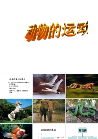 八年级生物上册 5.2.1动物的运动课件3 （新版）新人教版
