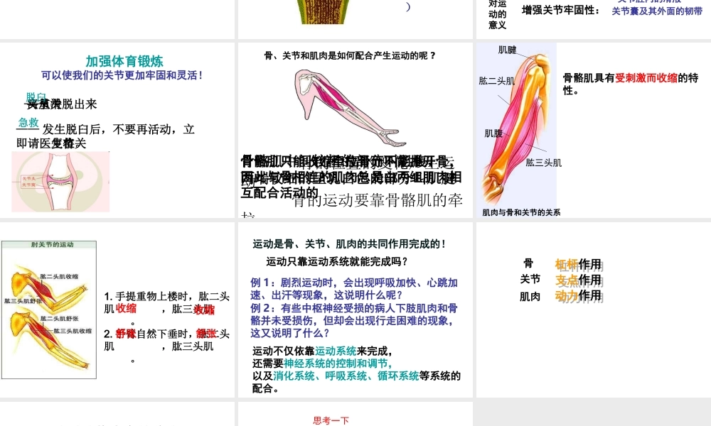 八年级生物上册 5.2.1动物的运动课件4 （新版）新人教版