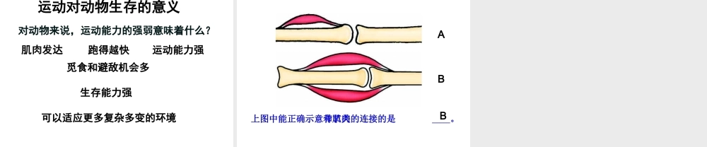 八年级生物上册 5.2.1动物的运动课件4 （新版）新人教版