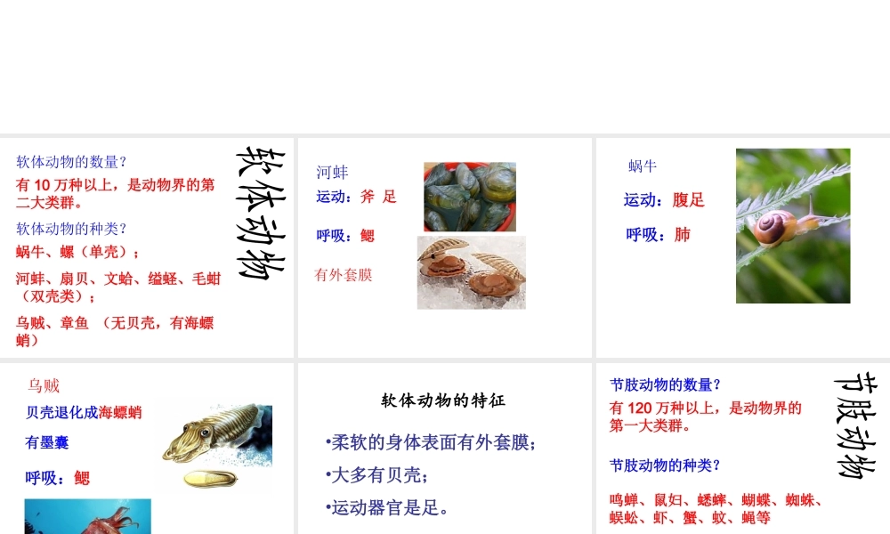 八年级生物上册 5.1.3 软体动物和节肢动物课件4 （新版）新人教版-（新版）新人教级上册生物课件