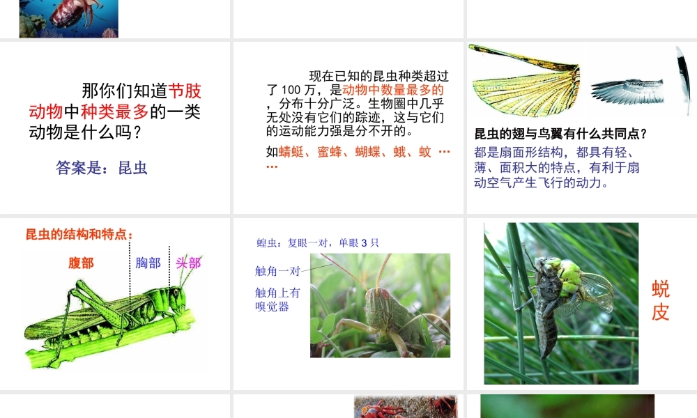 八年级生物上册 5.1.3 软体动物和节肢动物课件4 （新版）新人教版-（新版）新人教级上册生物课件