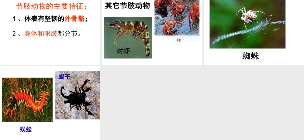 八年级生物上册 5.1.3 软体动物和节肢动物课件4 （新版）新人教版-（新版）新人教级上册生物课件