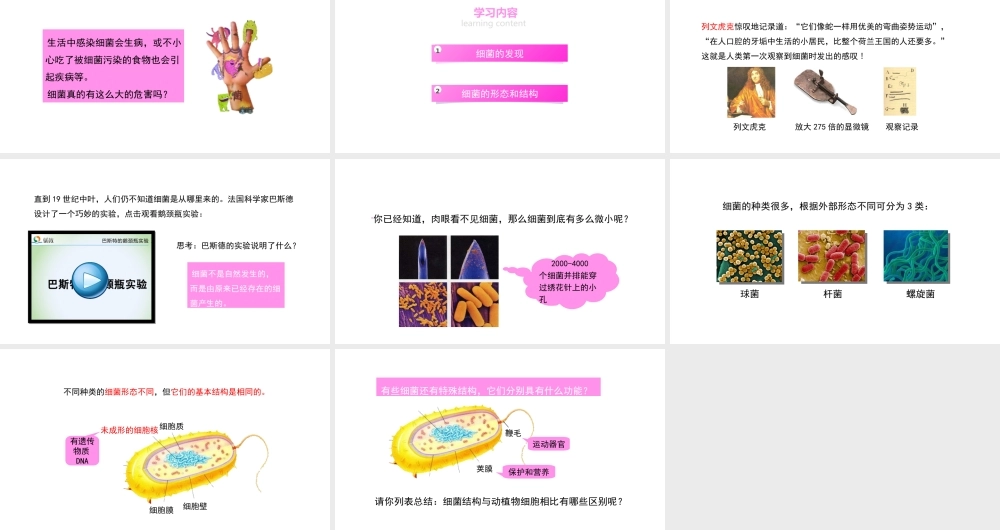 八年级生物上册 5.4.2《细菌》课件 （新版）新人教版-（新版）新人教版初中八年级上册生物课件