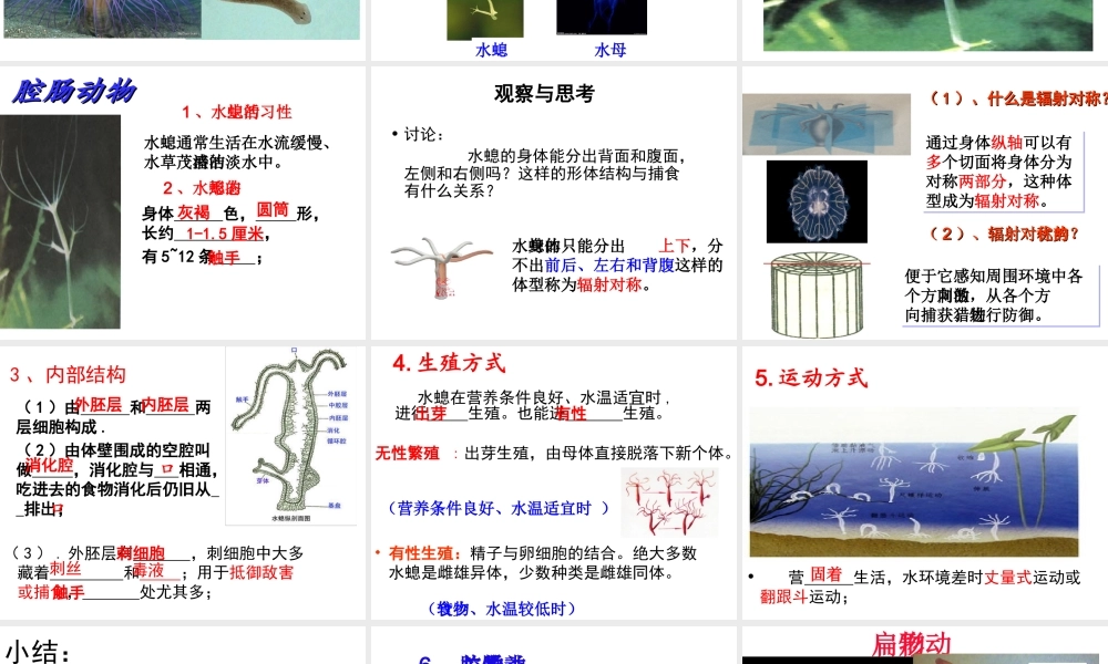 八年级生物上册 5.1.1《腔肠动物和扁形动物》课件5 （新版）新人教版-（新版）新人教版初中八年级上册生物课件