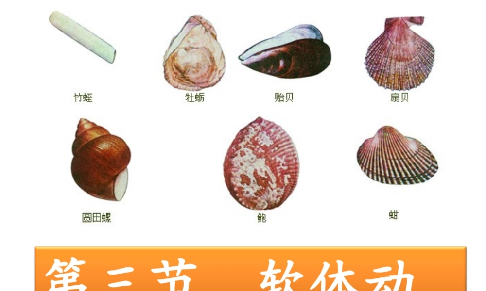八年级生物上册 5.1.3 软体动物课件 （新版）新人教版