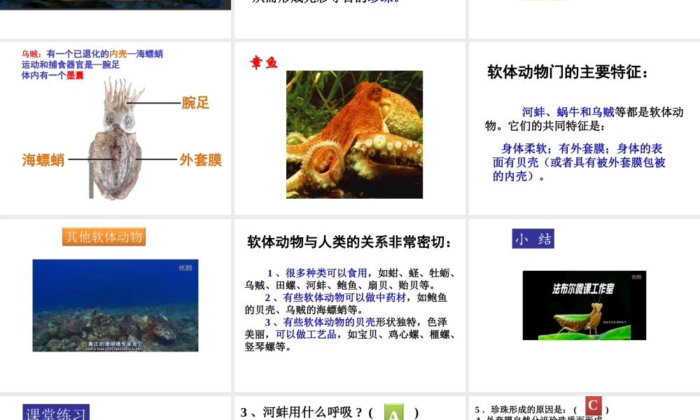 八年级生物上册 5.1.3 软体动物课件 （新版）新人教版